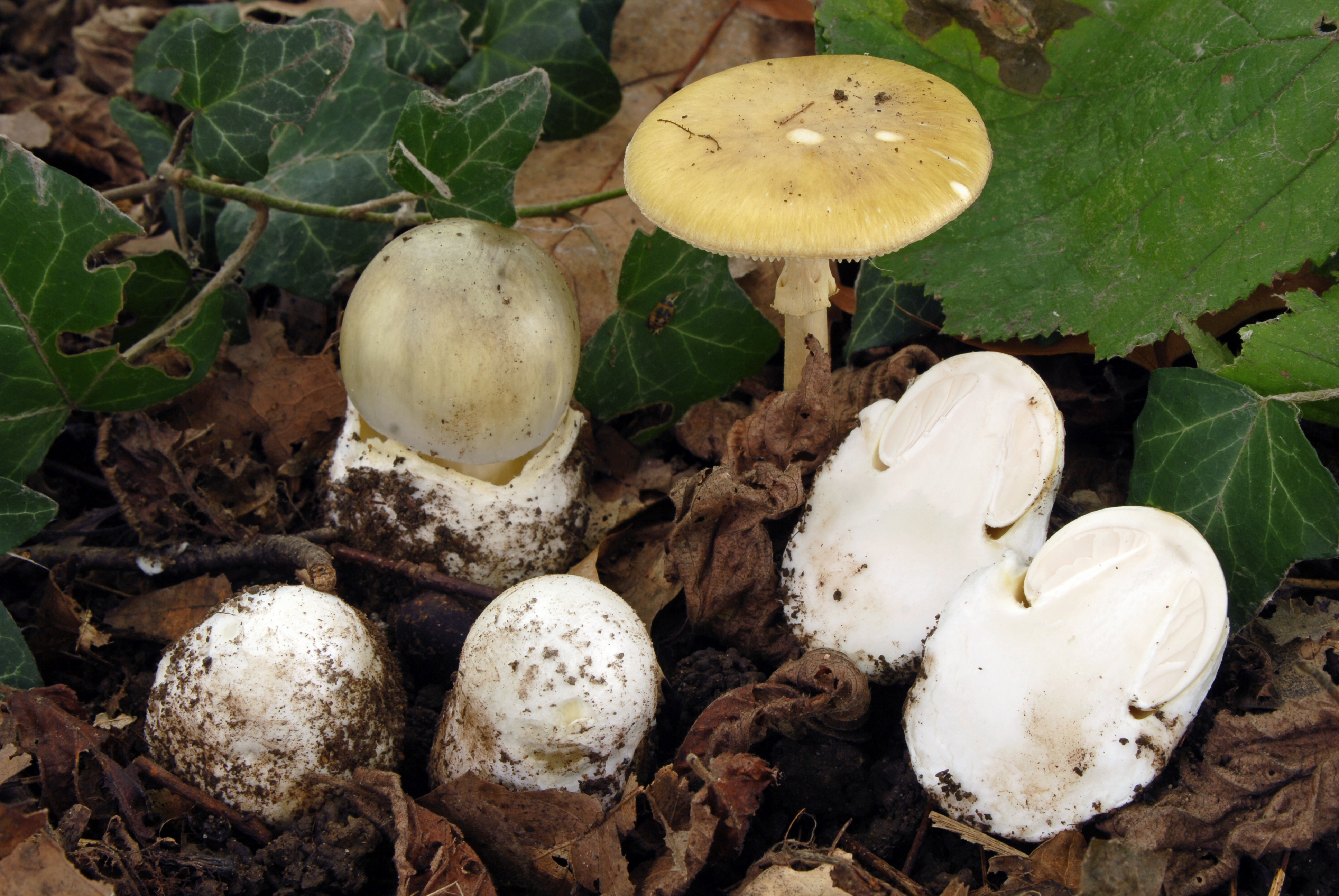 Foto Amanita phalloides